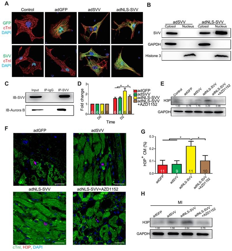 Theranostics Image