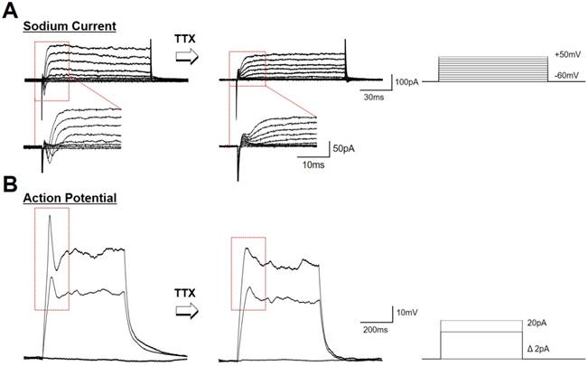 Theranostics Image