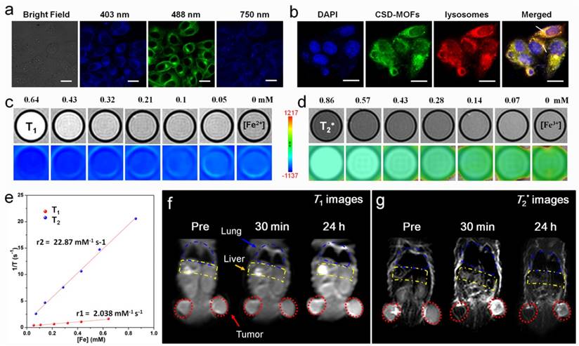 Theranostics Image