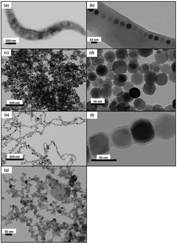 Theranostics Image