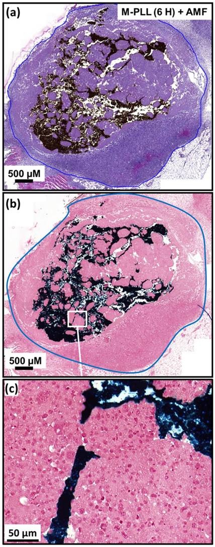 Theranostics Image