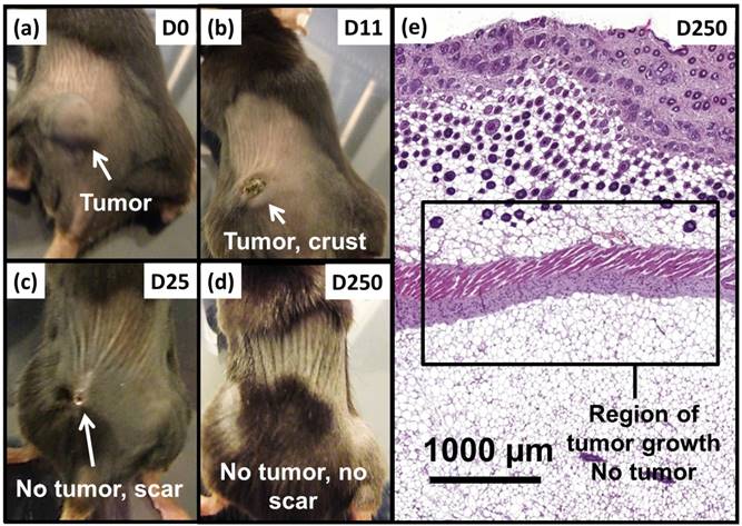 Theranostics Image