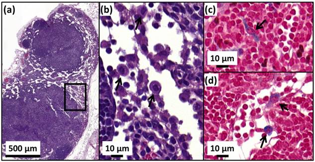 Theranostics Image