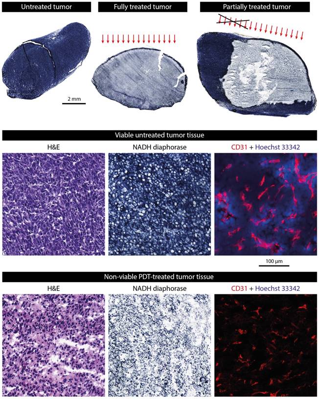 Theranostics Image