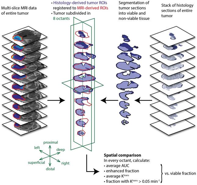 Theranostics Image