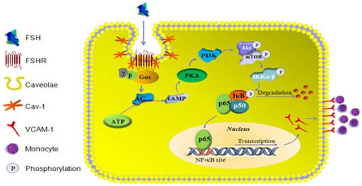 Theranostics Image