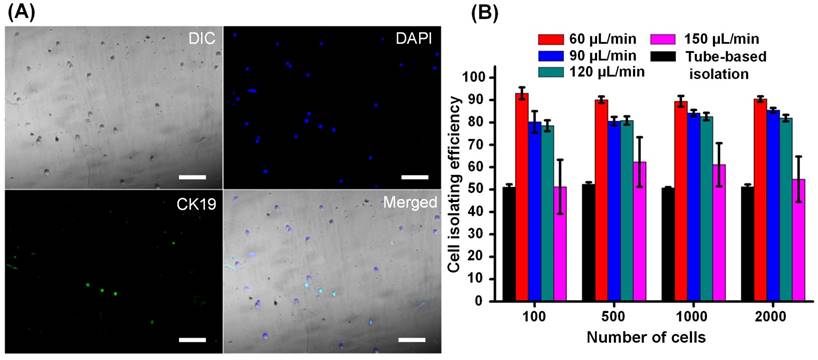 Theranostics Image