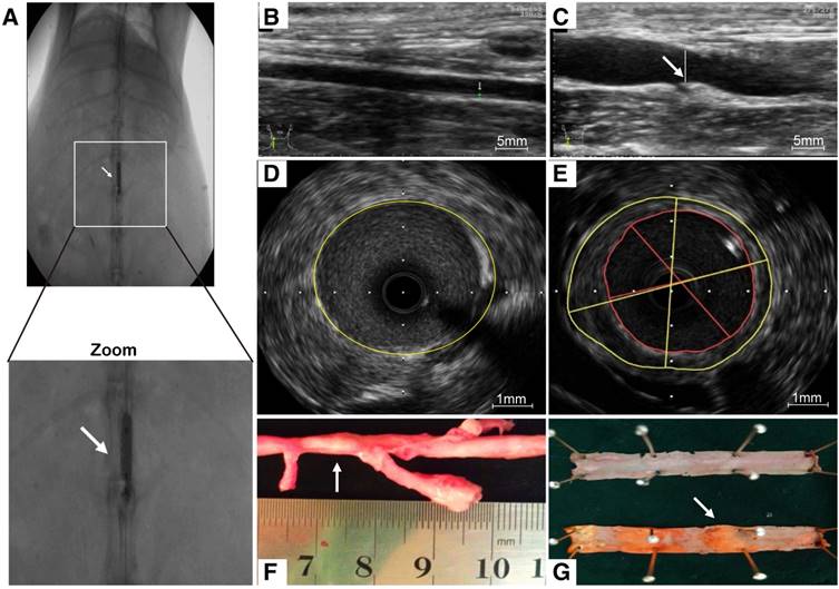 Theranostics Image