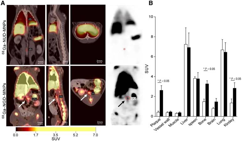 Theranostics Image