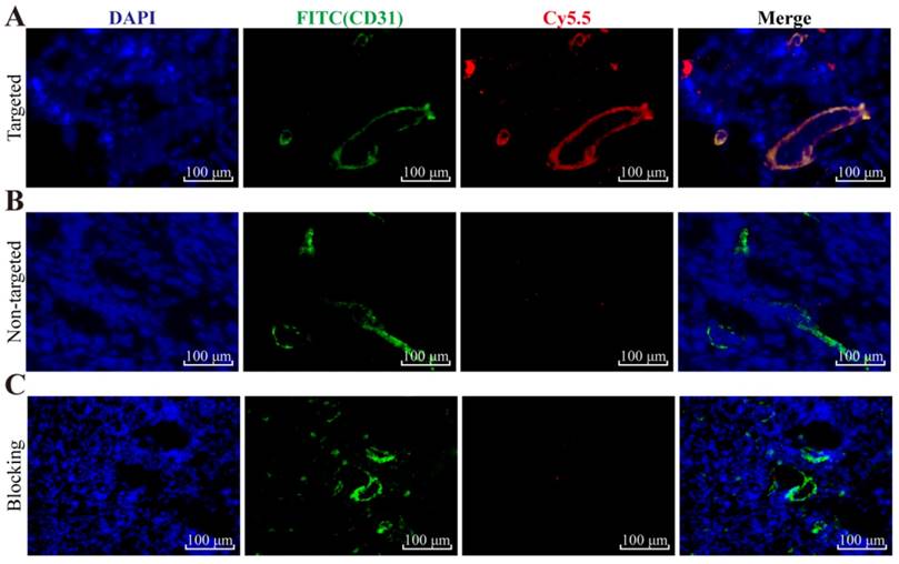 Theranostics Image