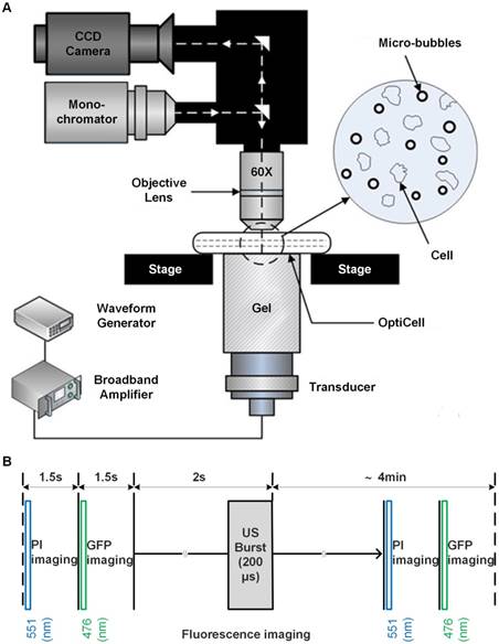 Theranostics Image