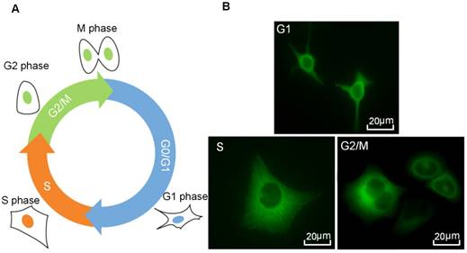 Theranostics Image