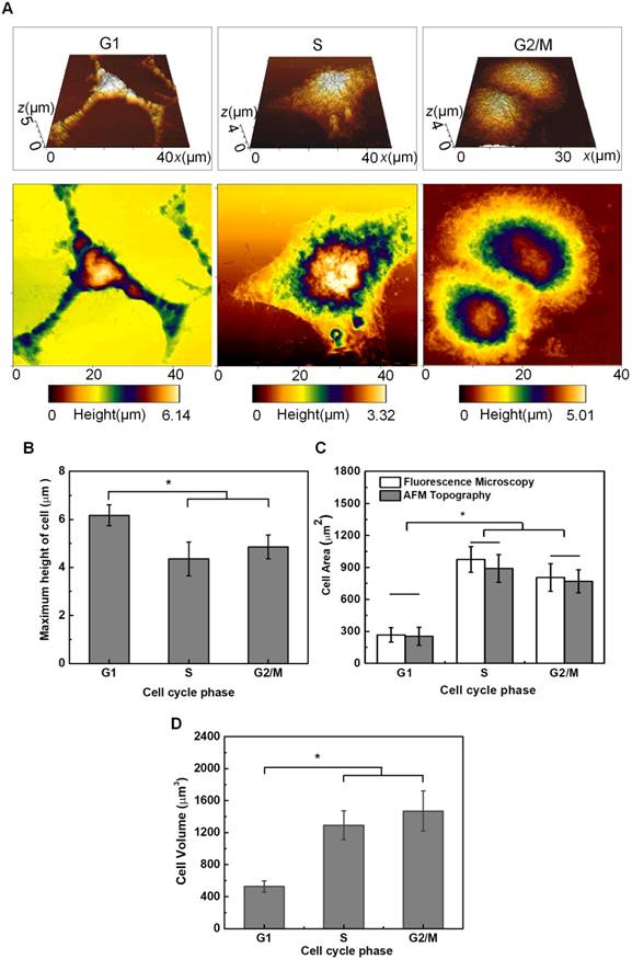 Theranostics Image