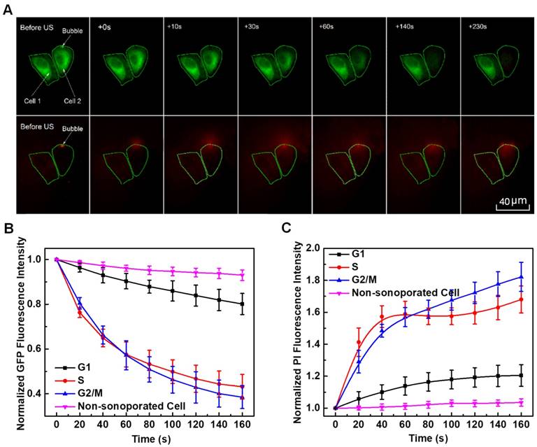 Theranostics Image