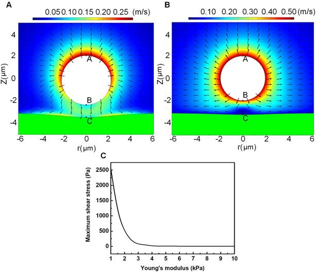 Theranostics Image