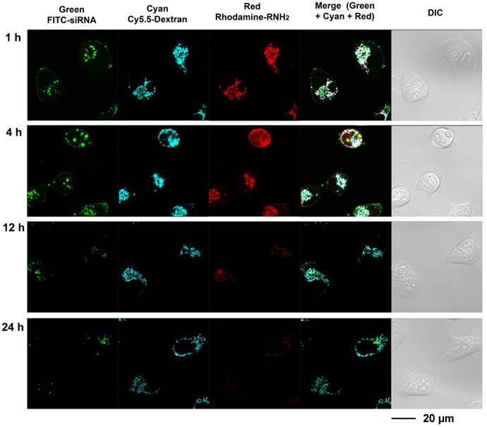 Theranostics Image