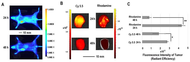 Theranostics Image