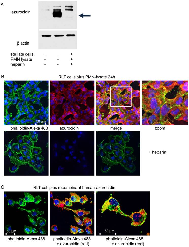 Theranostics Image