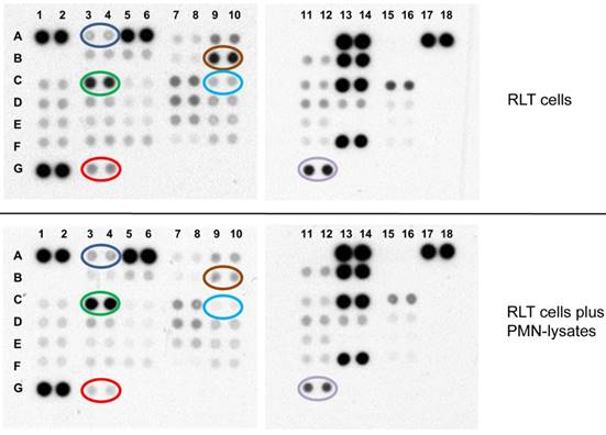 Theranostics Image