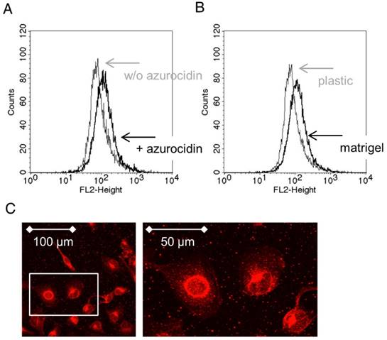 Theranostics Image