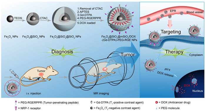 Theranostics Image