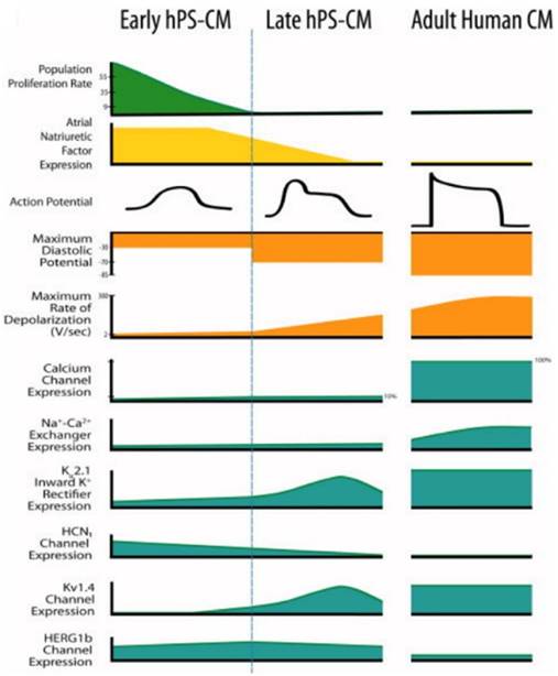 Theranostics Image