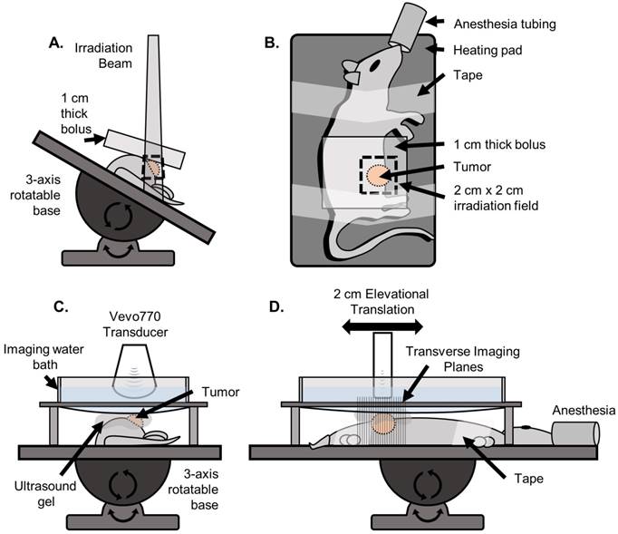 Theranostics Image