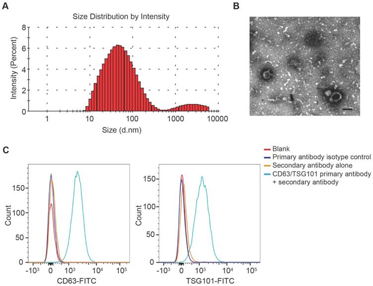 Theranostics Image