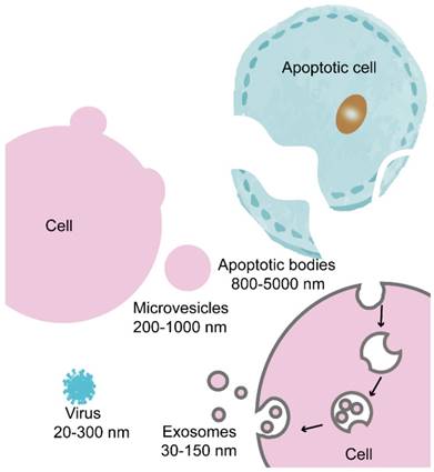 Theranostics Image