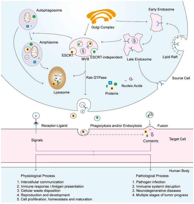 Theranostics Image