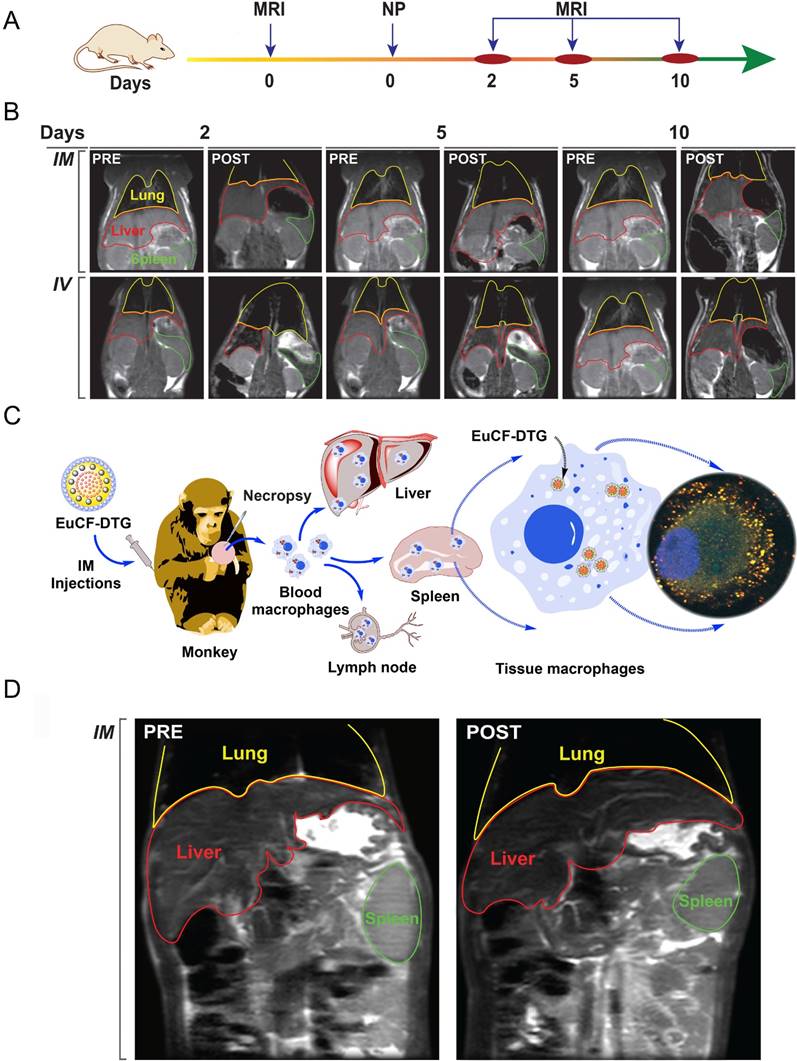 Theranostics Image