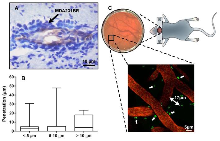 Theranostics Image