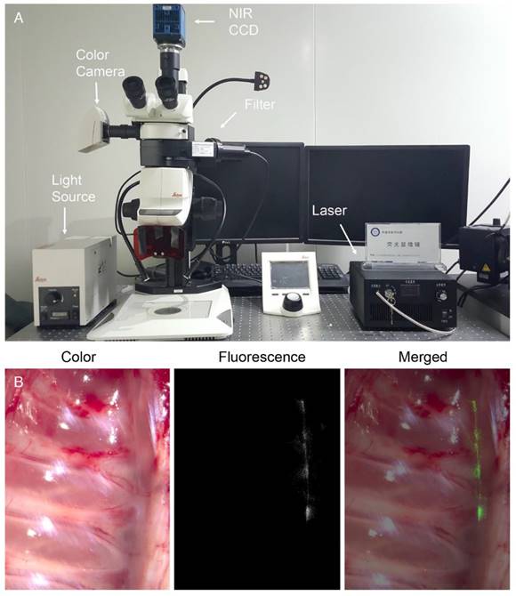 Theranostics Image