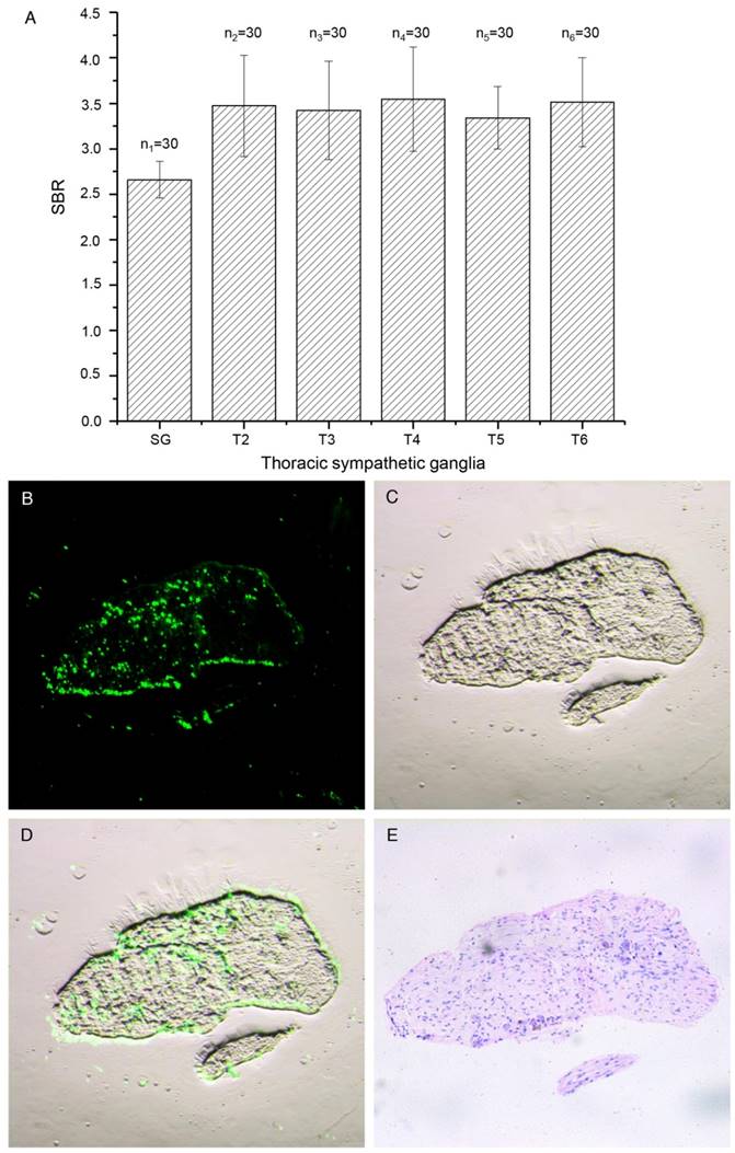 Theranostics Image