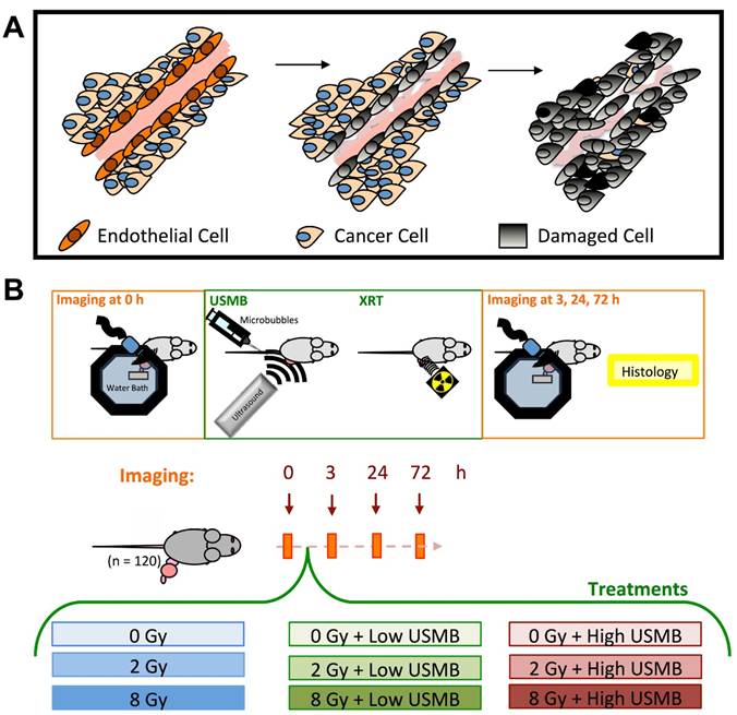 Theranostics Image