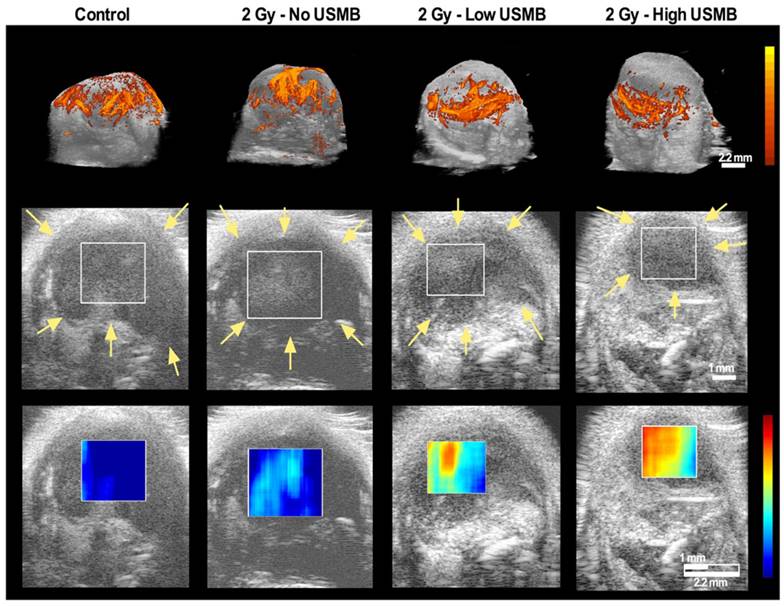 Theranostics Image