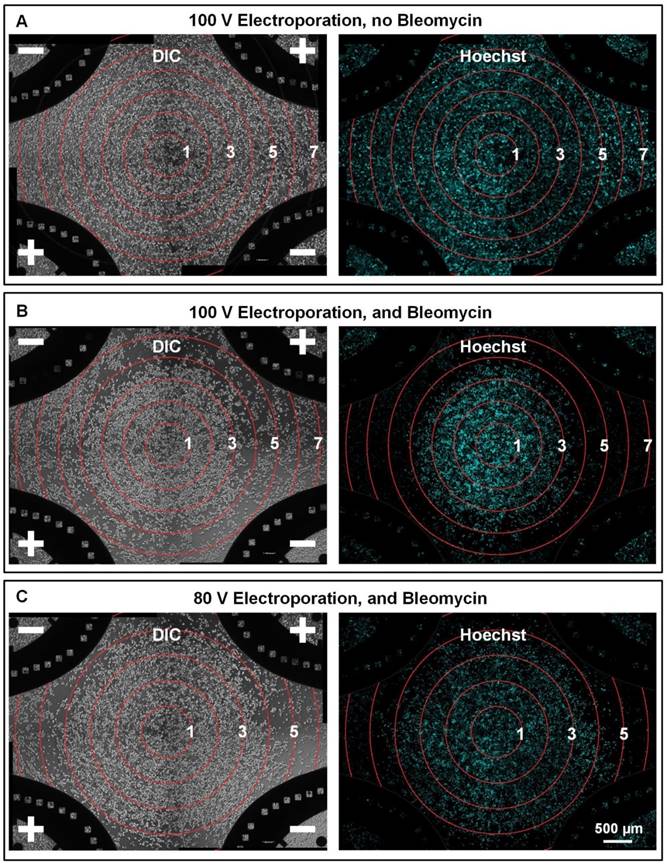 Theranostics Image