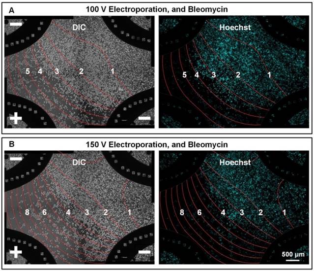 Theranostics Image