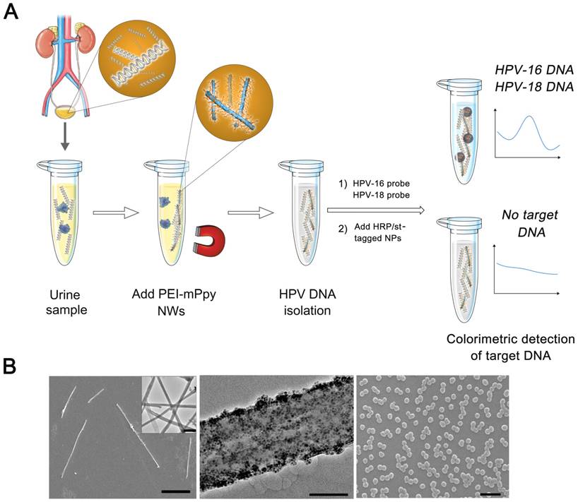 Theranostics Image