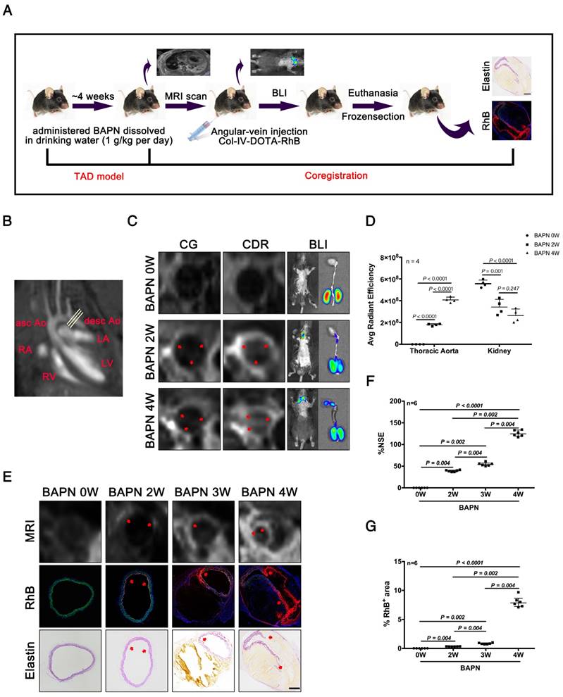 Theranostics Image