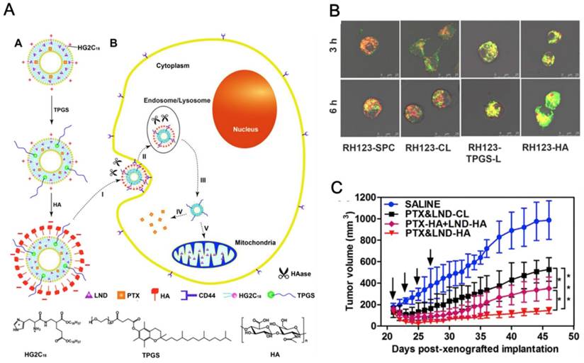 Theranostics Image