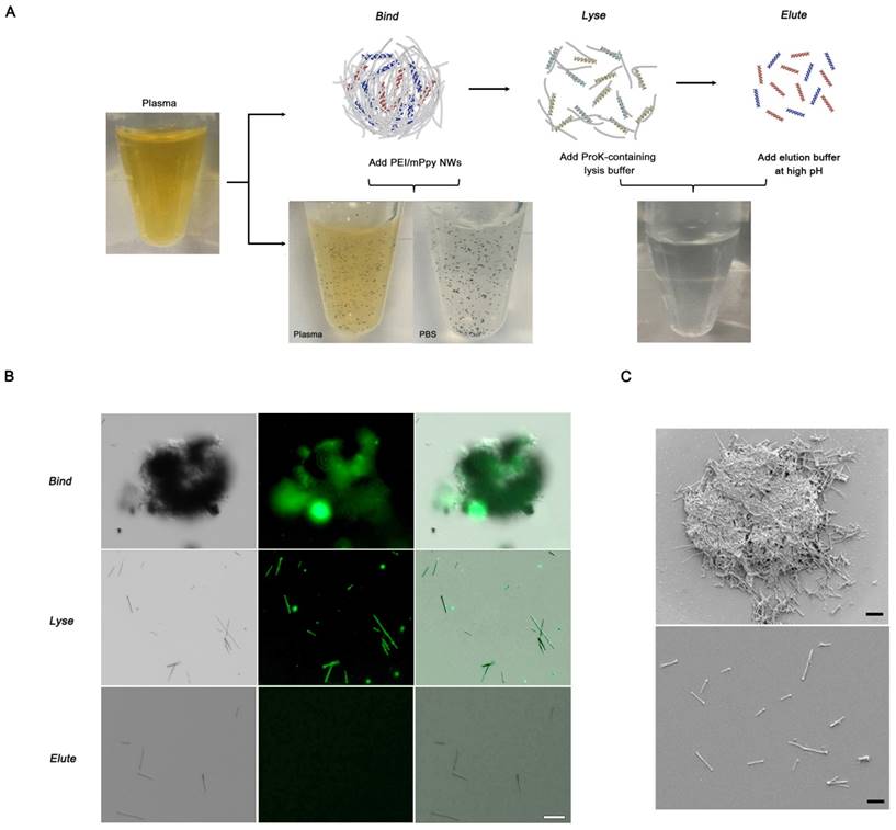 Theranostics Image