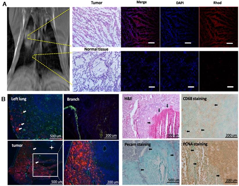 Theranostics Image