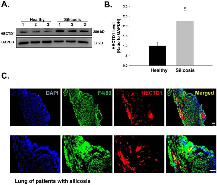 Theranostics Image