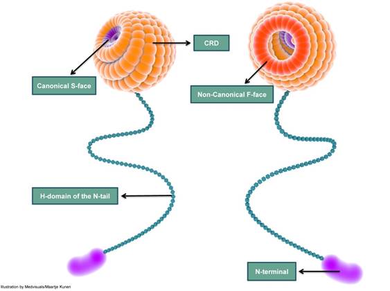 Theranostics Image