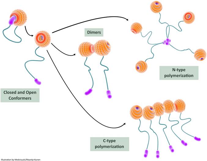 Theranostics Image