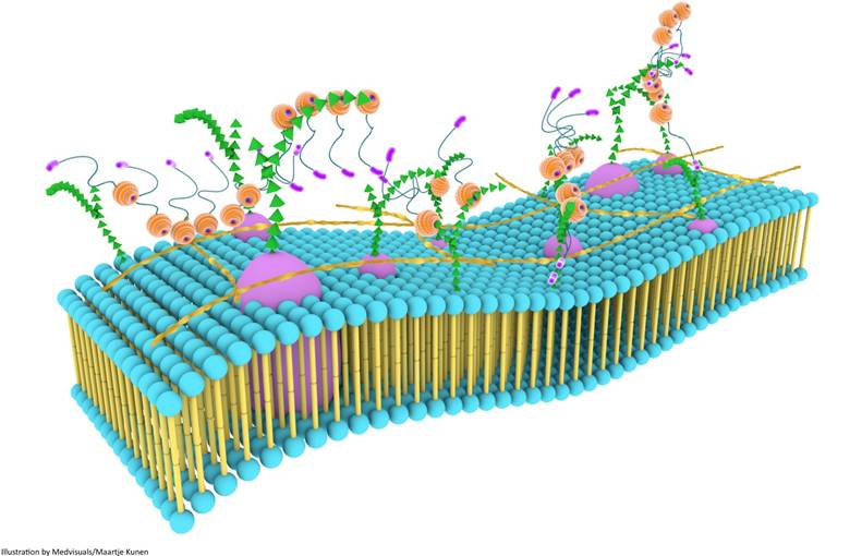 Theranostics Image