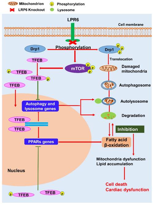 Theranostics Image