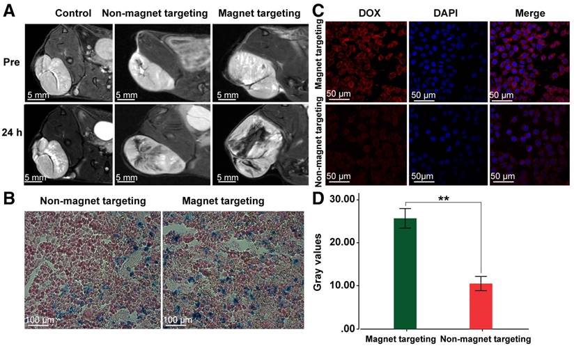 Theranostics Image