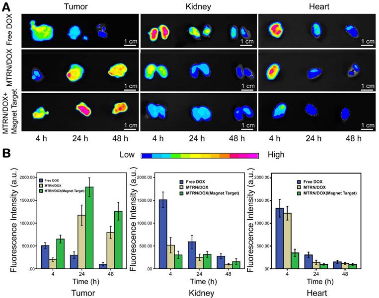 Theranostics Image